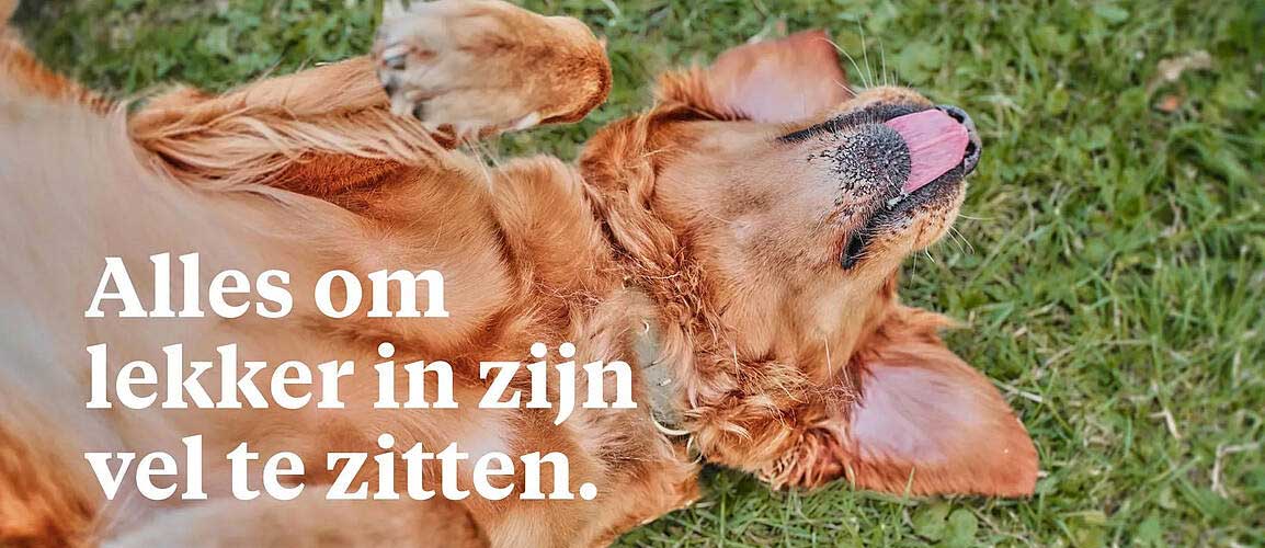 Alles om lekker in zijn vel te zitten.