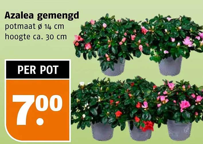 Azalea gemengd potmaat ø 14 cm hoogte ca. 30 cm PER POT