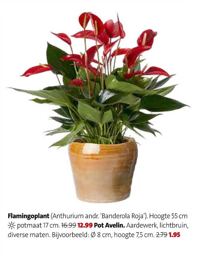Flamingoplant (Anthurium andr. ‘Banderola Roja’). Hoogte 55 cm potmaat 17 cm. Pot Avelin. Aardewerk, lichtbruin, diverse maten.