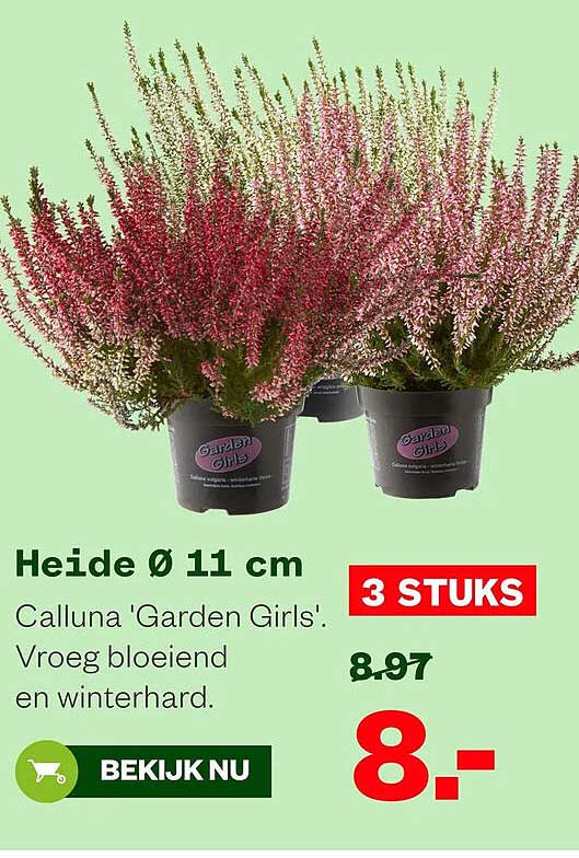Heide Ø 11 cm Calluna 'Garden Girls'. Vroeg bloeiend en winterhard. 3 STUKS