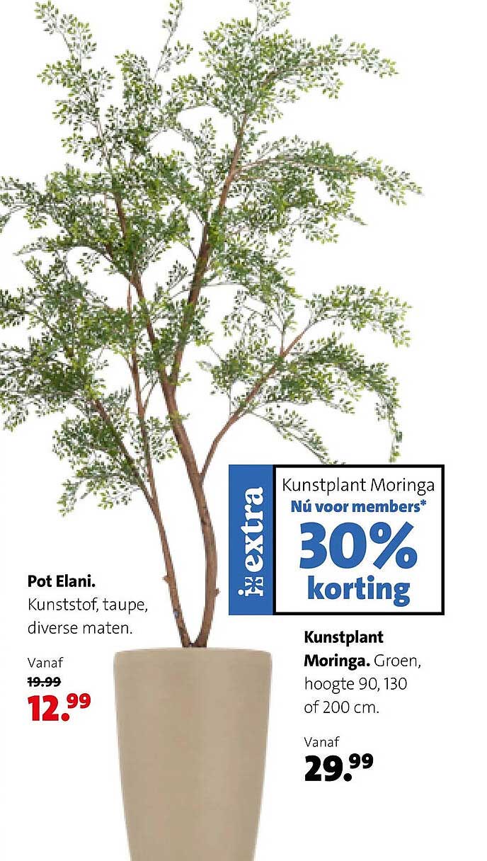 Kunstplant Moringa Nu voor members* 30% korting