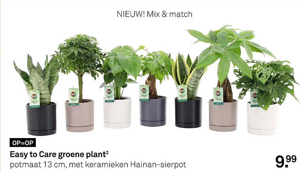 NIEUW! Mix & match Easy to Care groene plant² OP=OP