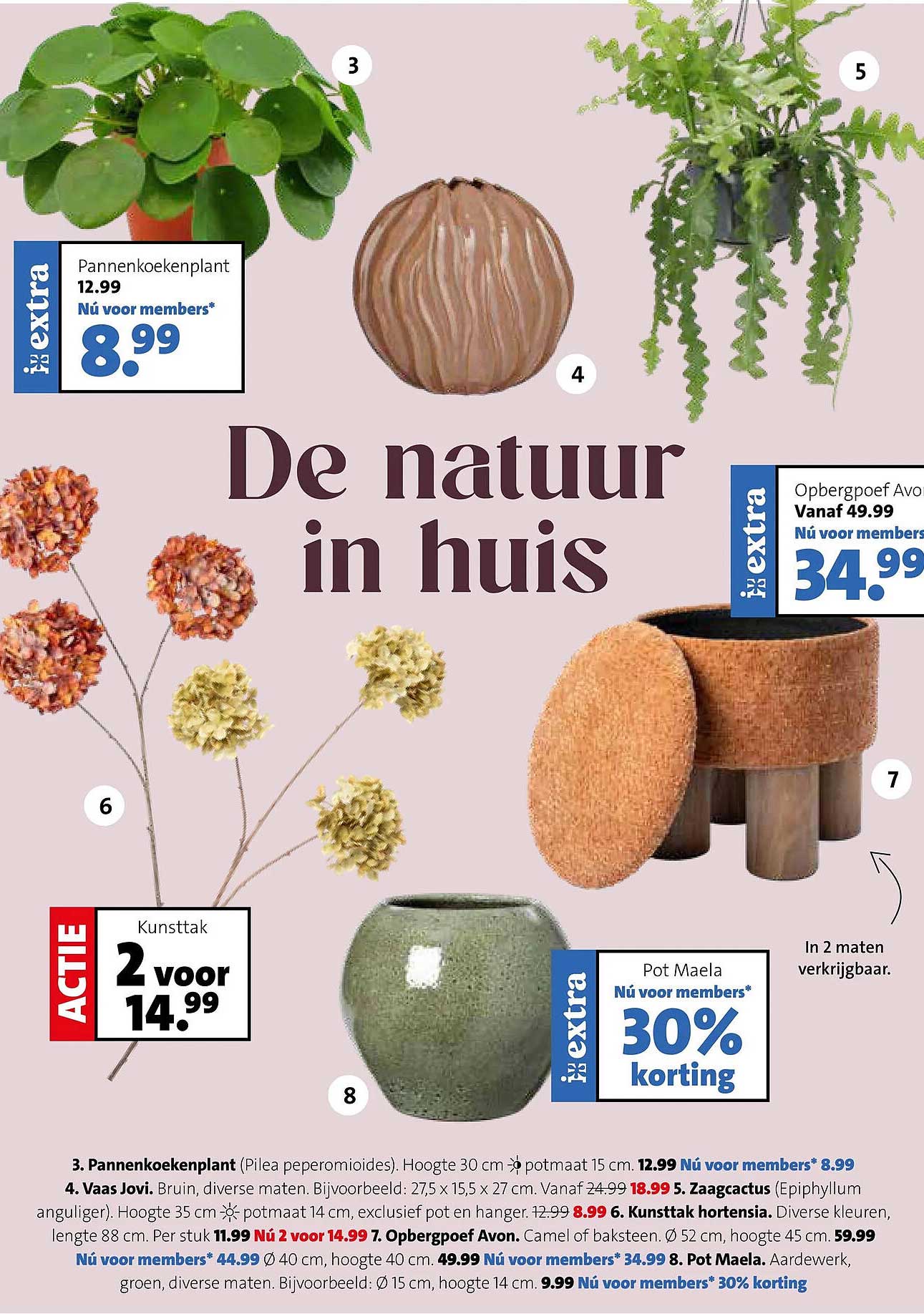 Pannenkoekenplant