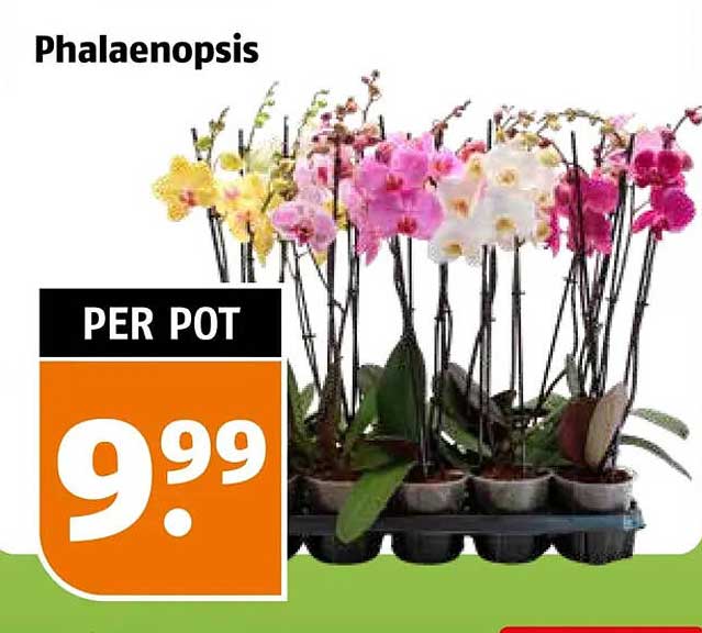 Phalaenopsis PER POT