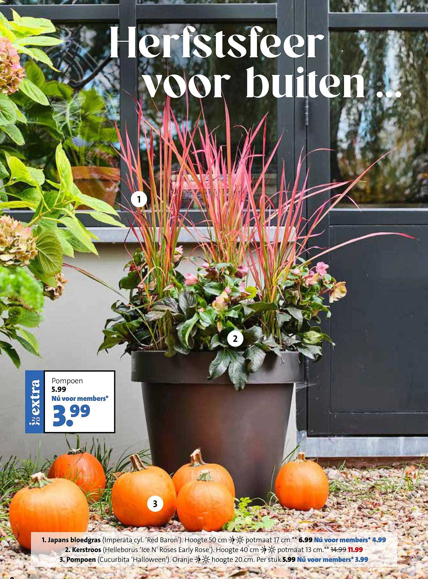 Pompoen