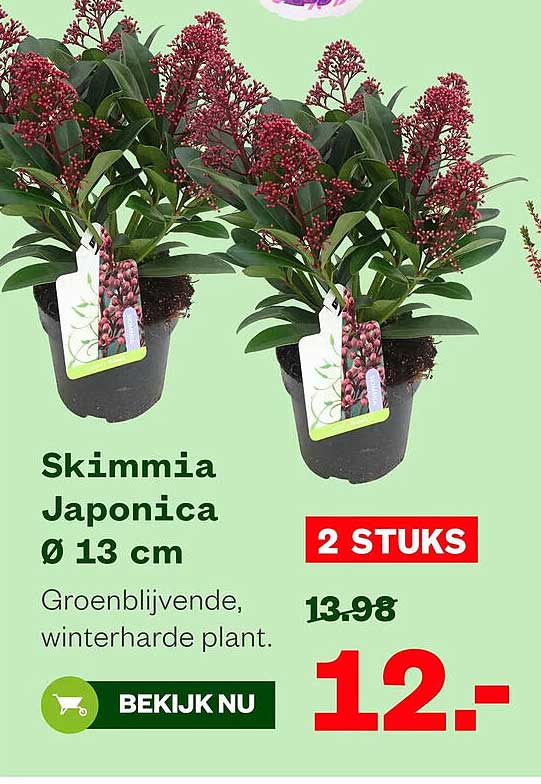 Skimmia Japonica Ø 13 cm 2 STUKS