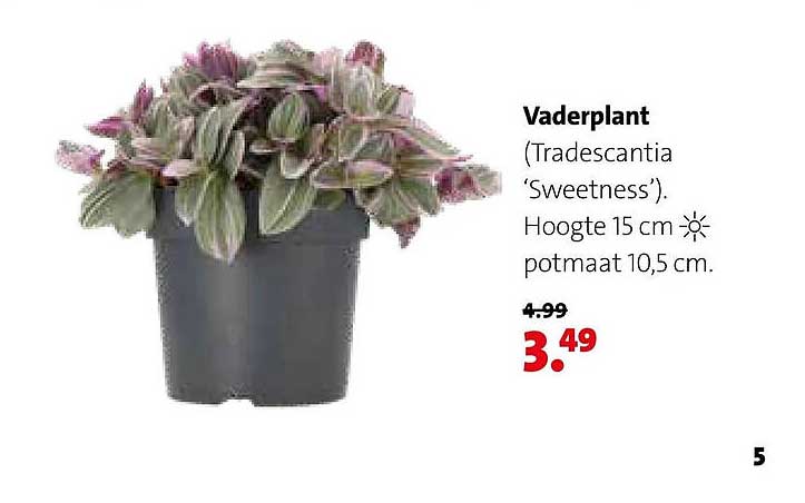 Vaderplant (Tradescantia ‘Sweetness’). Hoogte 15 cm potmaat 10,5 cm.
