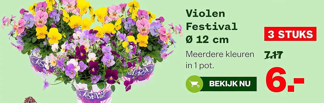 Violen Festival Ø 12 cm 3 STUKS