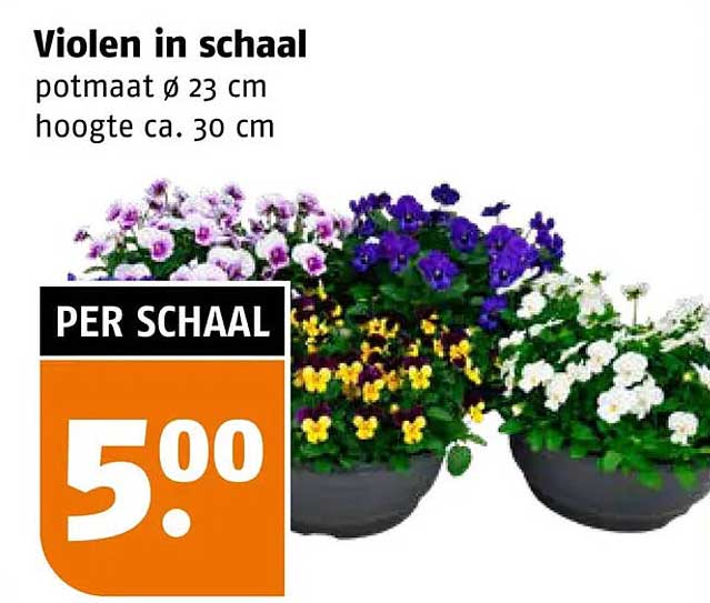 Violen in schaal