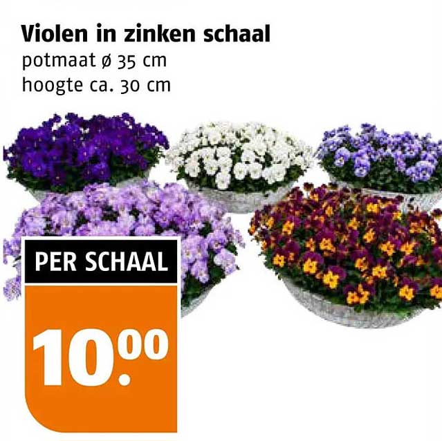 Violen in zinken schaal