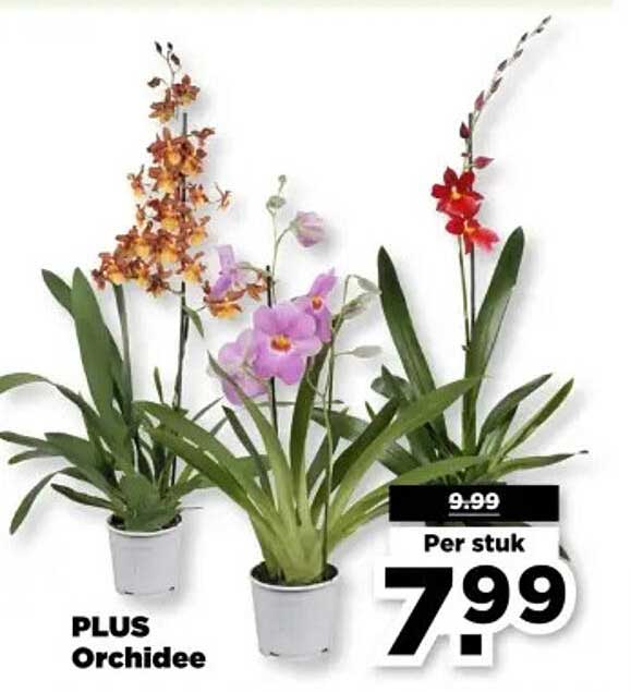 PLUS Orchidee