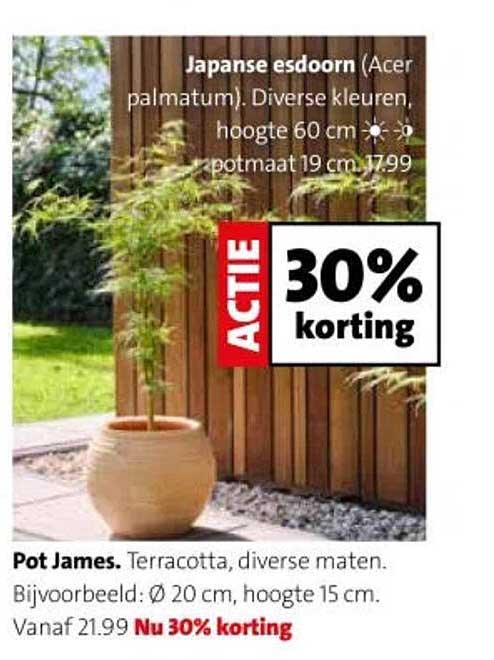 Japanse esdoorn (Acer palmatum). Diverse kleuren, hoogte 60 cm, potmaat 19 cm