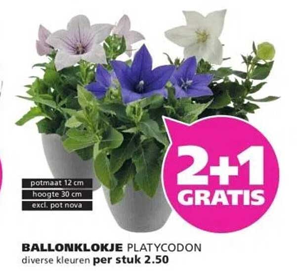 BALLONKLOKJE PLATYCODON diverse kleuren per stuk 2.50