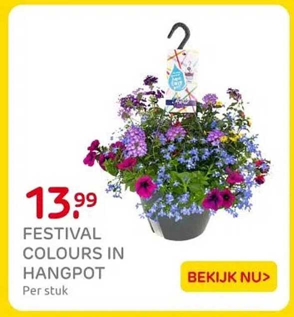 FESTIVAL COLOURS IN HANGPOT
