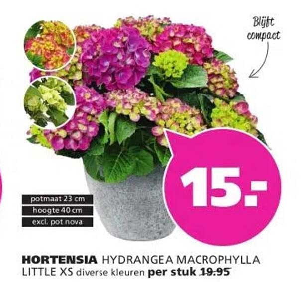 HORTENSIA HYDRANGEA MACROPHYLLA LITTLE XS diverse kleuren per stuk