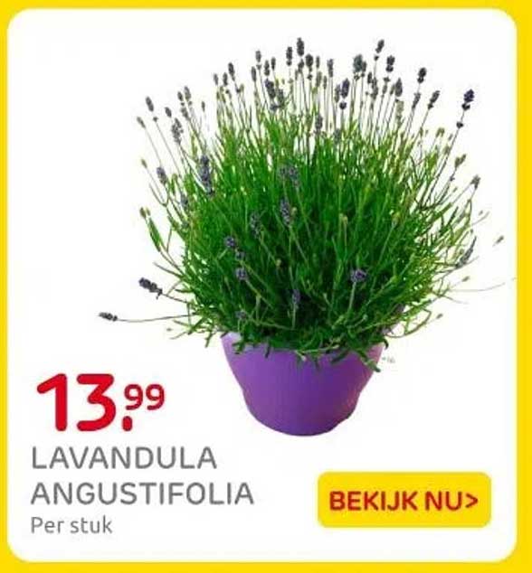 LAVANDULA ANGUSTIFOLIA