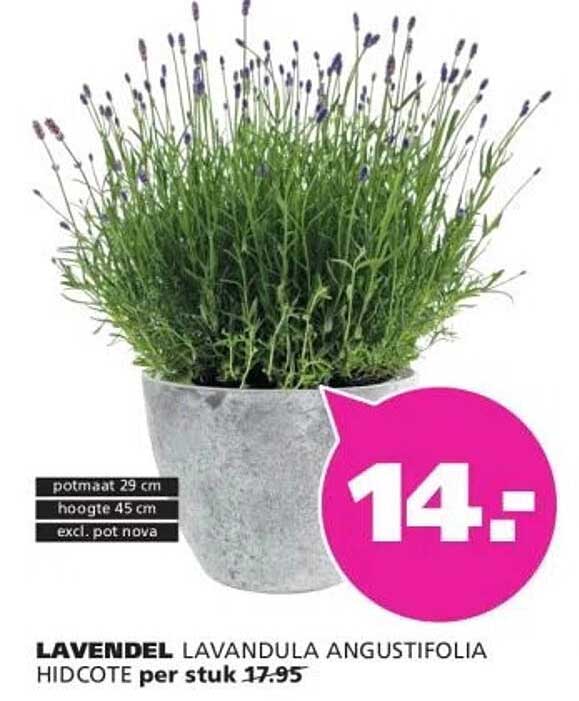 LAVENDEL LAVANDULA ANGUSTIFOLIA HIDCOTE per stuk