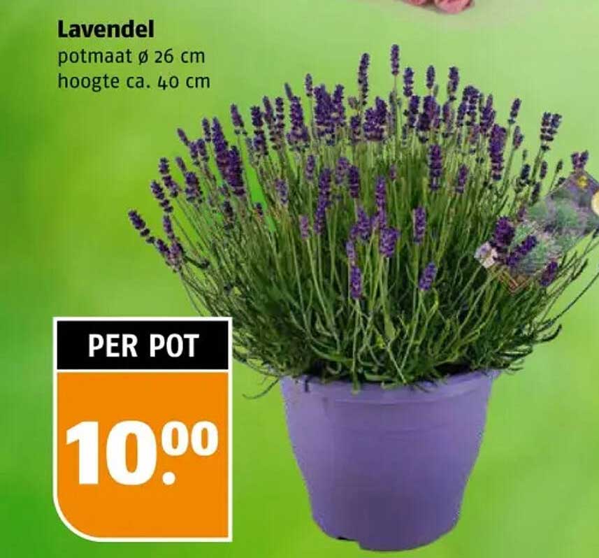 Lavendel potmaat Ø 26 cm hoogte ca. 40 cm