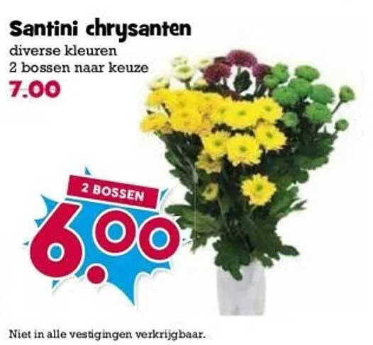 Santini chrysanthen
