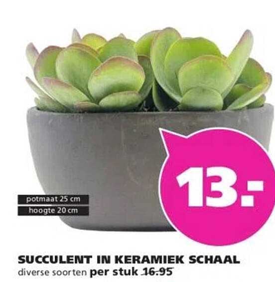 SUCCULENT IN KERAMIEK SCHAAL