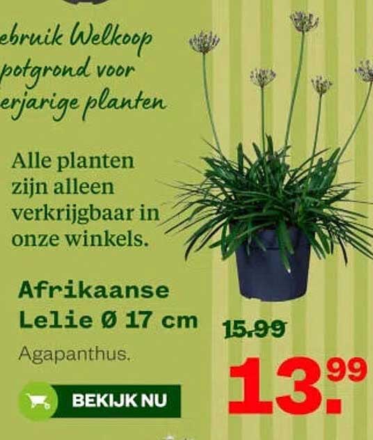 Afrikaanse Lelie Ø 17 cm