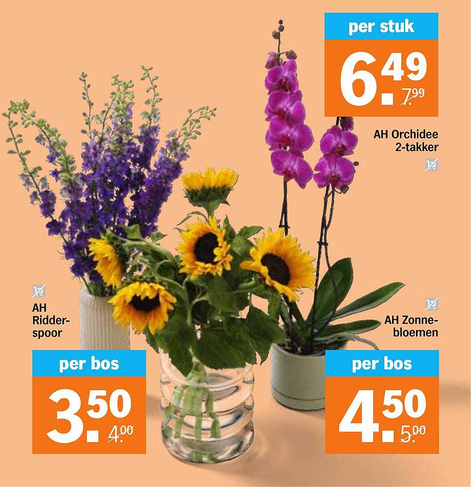 AH Orchidee 2-takker