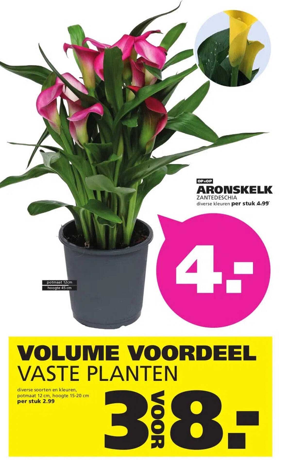 ARONSKELK ZANTEDESCHIA diverse kleuren per stuk 4.99