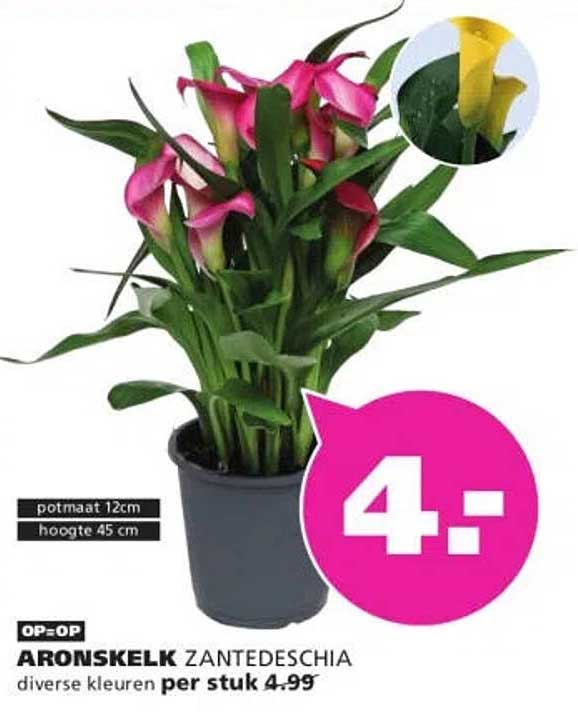 ARONSKELK ZANTEDESCHIA diverse kleuren per stuk