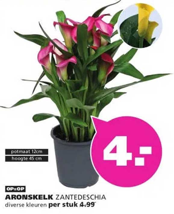 ARONSKELK ZANTEDESCHIA diverse kleuren per stuk