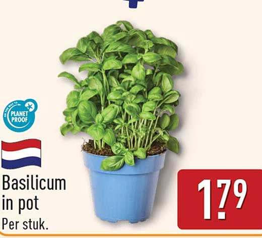 Basilicum in pot