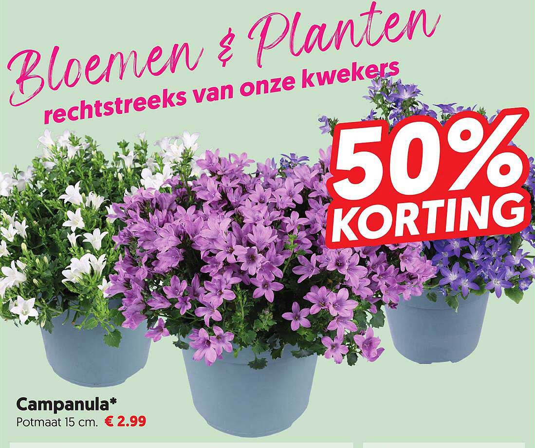 Campanula* 50% KORTING