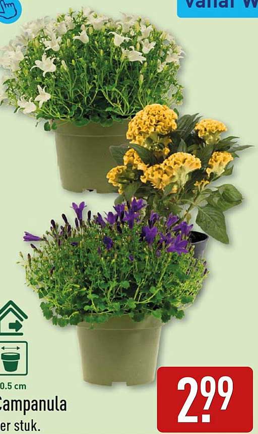 Campanula