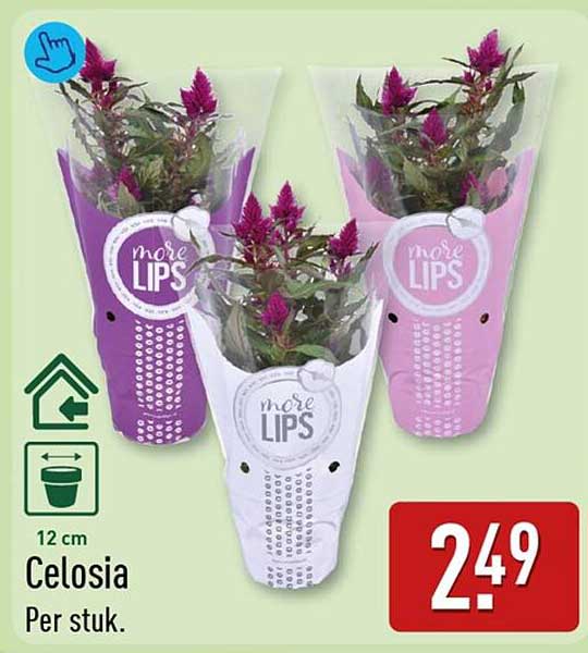 Celosia