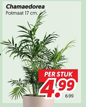 Chamaedorea Potmaat 17 cm. PER STUK