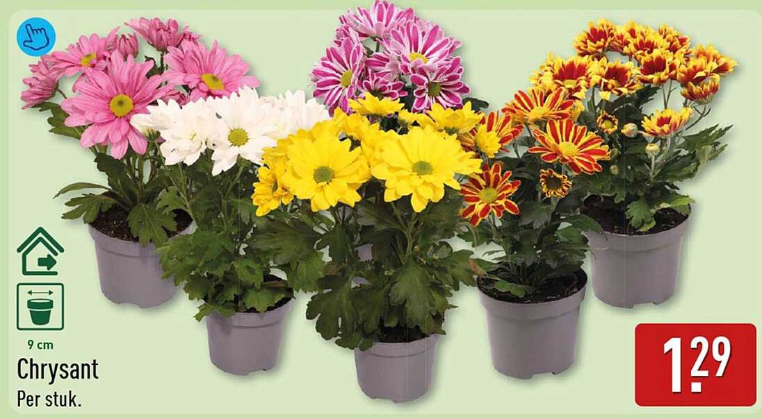 Chrysant