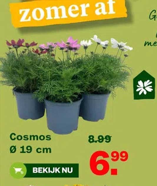 Cosmos Ø 19 cm