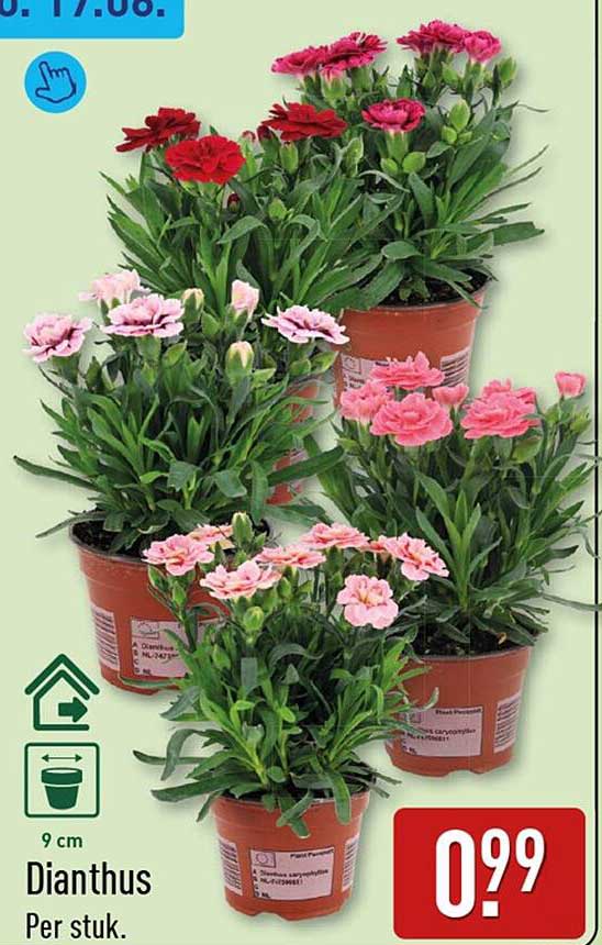 Dianthus
