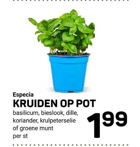 Especia KRUIDEN OP POT basilicum, bieslook, dille, koriander, krulpeterselie of groene munt per st