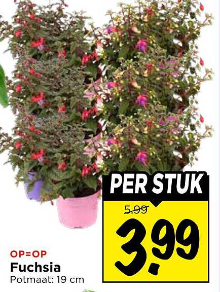 Fuchsia Potmaat: 19 cm PER STUK
