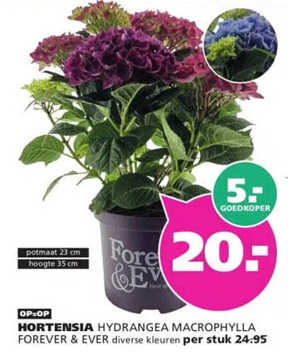 HORTENSIA HYDRANGEA MACROPHYLLA FOREVER & EVER diverse kleuren