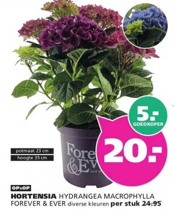 HORTENSIA HYDRANGEA MACROPHYLLA FOREVER & EVER diverse kleuren per stuk