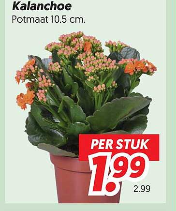 Kalanchoe Potmaat 10.5 cm. PER STUK