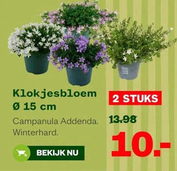 Klokjesbloem Ø 15 cm 2 STUKS