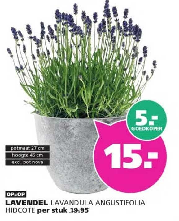 LAVENDEL LAVANDULA ANGUSTIFOLIA HIDCOTE per stuk 19.95