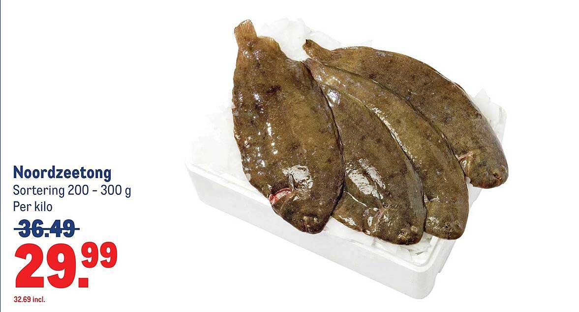 Noordzeetong