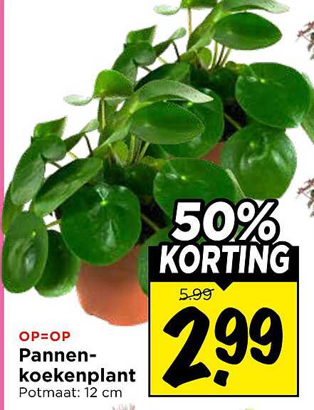 Pannenkoekenplant Potmaat: 12 cm 50% KORTING