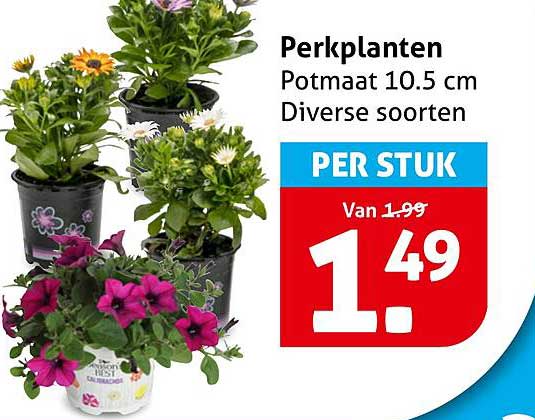 Perkplanten Potmaat 10.5 cm Diverse soorten PER STUK
