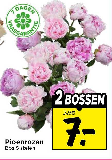 Pioenrozen Bos 5 stelen 2 bossen