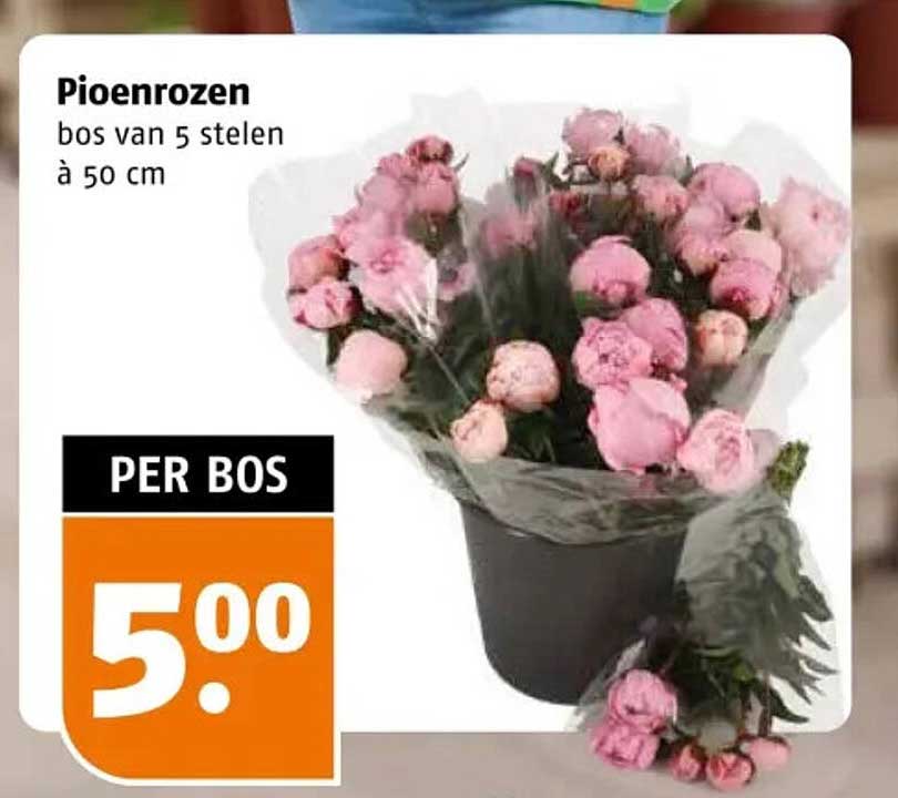 Pioenrozen bos van 5 stelen à 50 cm