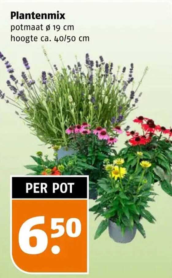 Plantenmix potmaat ø 19 cm hoogte ca. 40/50 cm